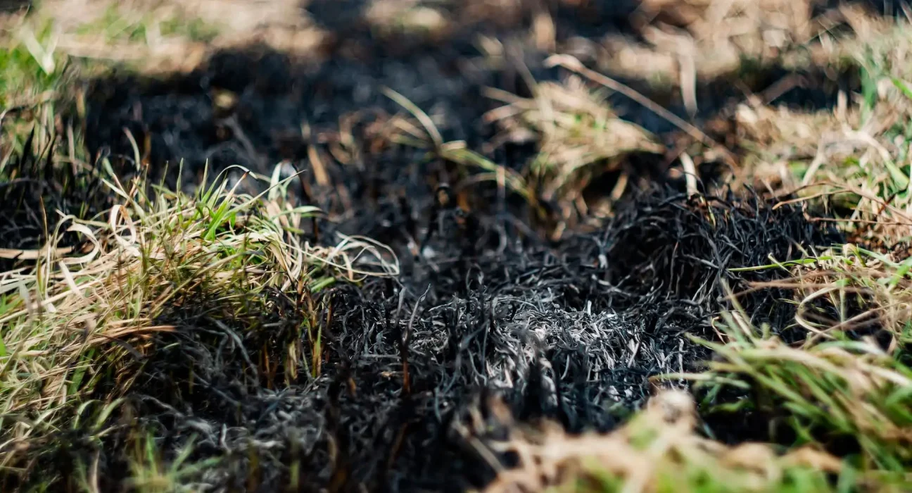 Au Royaume-Uni, les tourbières dégradées alimentent davantage les incendies de forêt que le réensauvagement, selon une analyse.