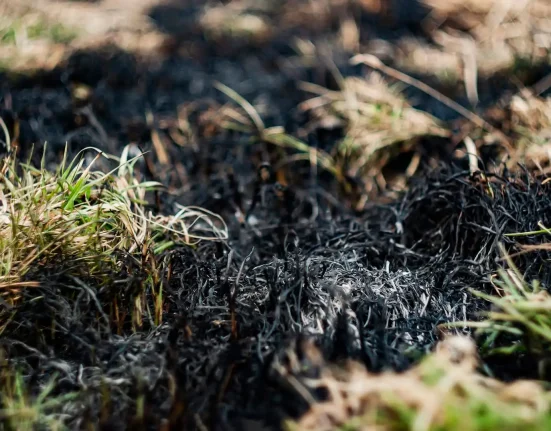 Au Royaume-Uni, les tourbières dégradées alimentent davantage les incendies de forêt que le réensauvagement, selon une analyse.