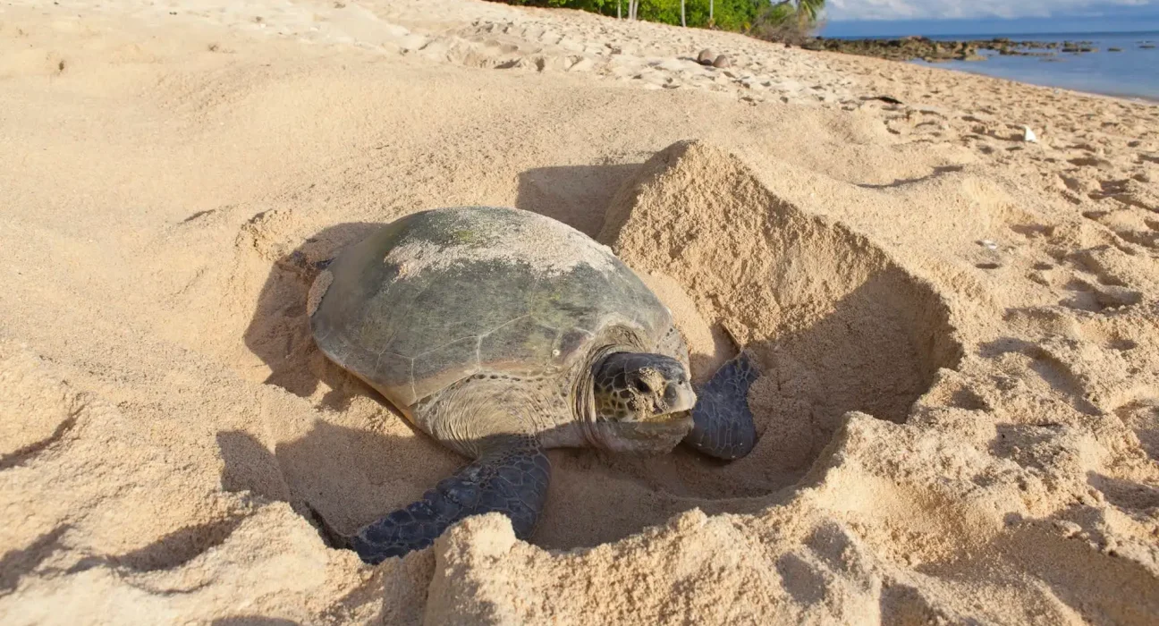 Caroline du Nord : Saison record de nidification des tortues marines, mais la chaleur pourrait influencer le sexe des naissances.