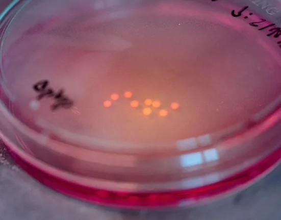 Ces Étranges Morceaux de Cerveau Humain Qui Ont Survécu Plus Longtemps Qu'un Enfant