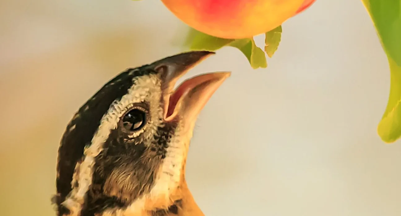 Cet oiseau résiste aux poisons : feuilles de chêne, gui et papillons monarques.