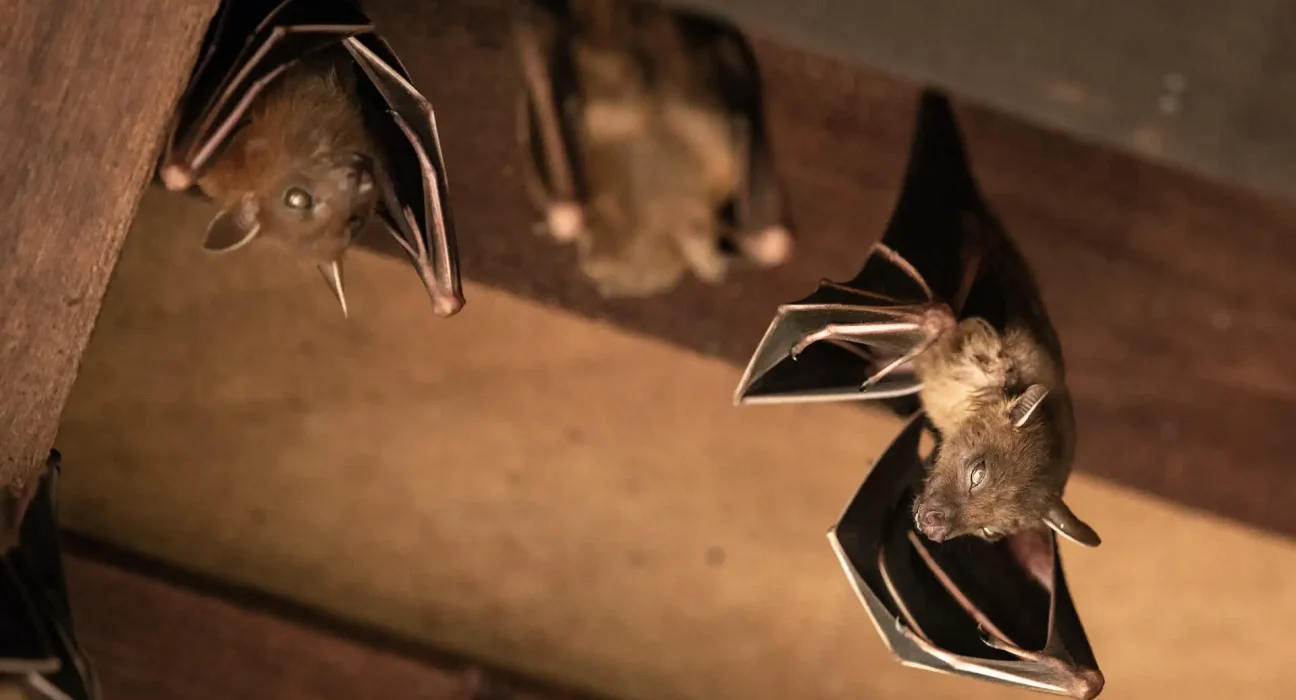 Chauve-souris enragée découverte dans une maison du Minnesota après l'entrée d'une colonie par une fissure de cheminée.
