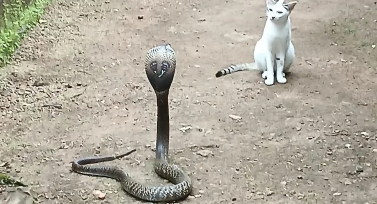 Confrontation inattendue : Cobra à lunettes et chat dans une ruelle