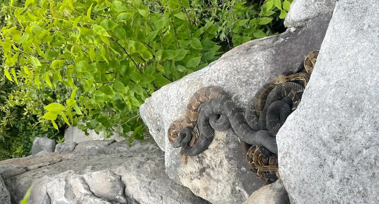 Découverte d'un essaim de serpents à sonnettes en Pennsylvanie : Appels à la discrétion sur l'emplacement