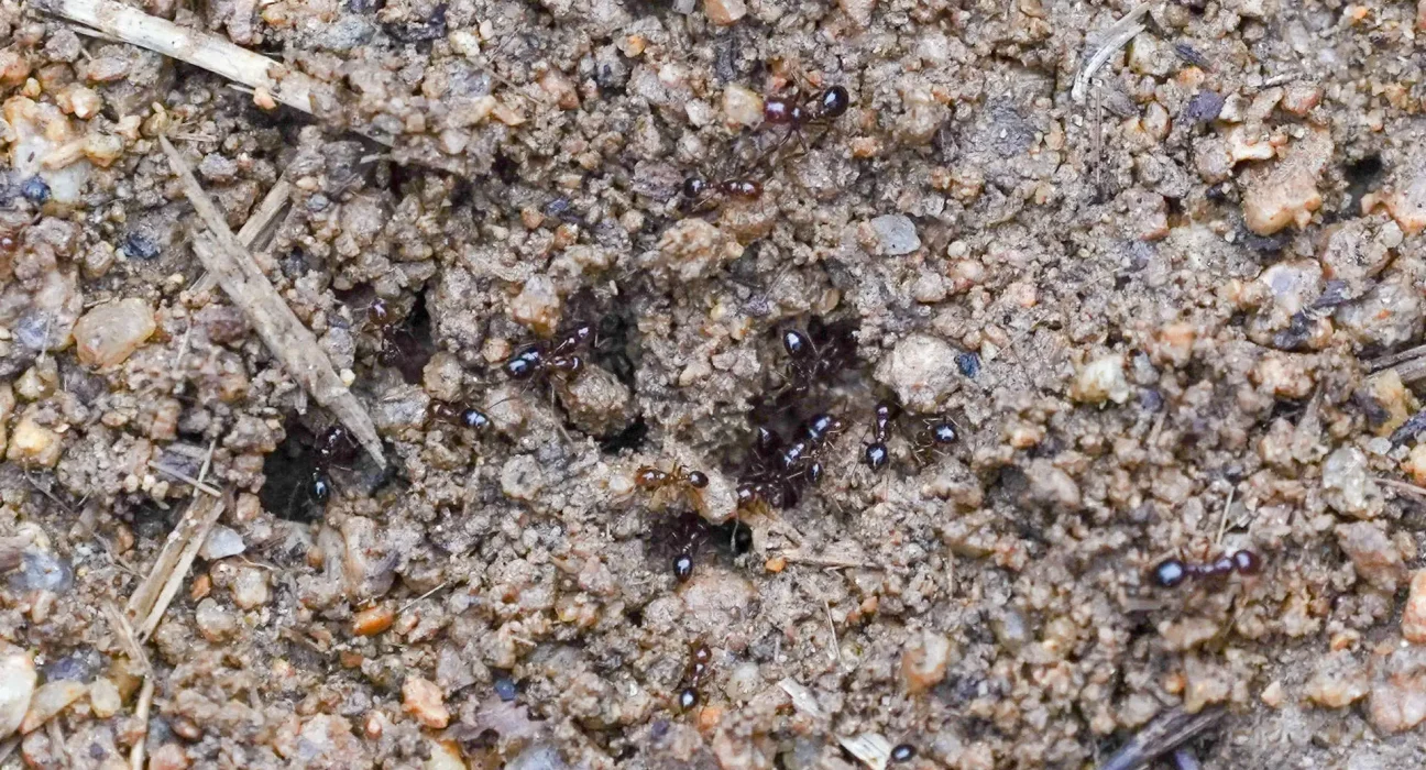 Découverte d'un nid de fourmis de feu dans une forêt tropicale classée au patrimoine mondial d'Australie : inquiétudes pour la faune indigène.