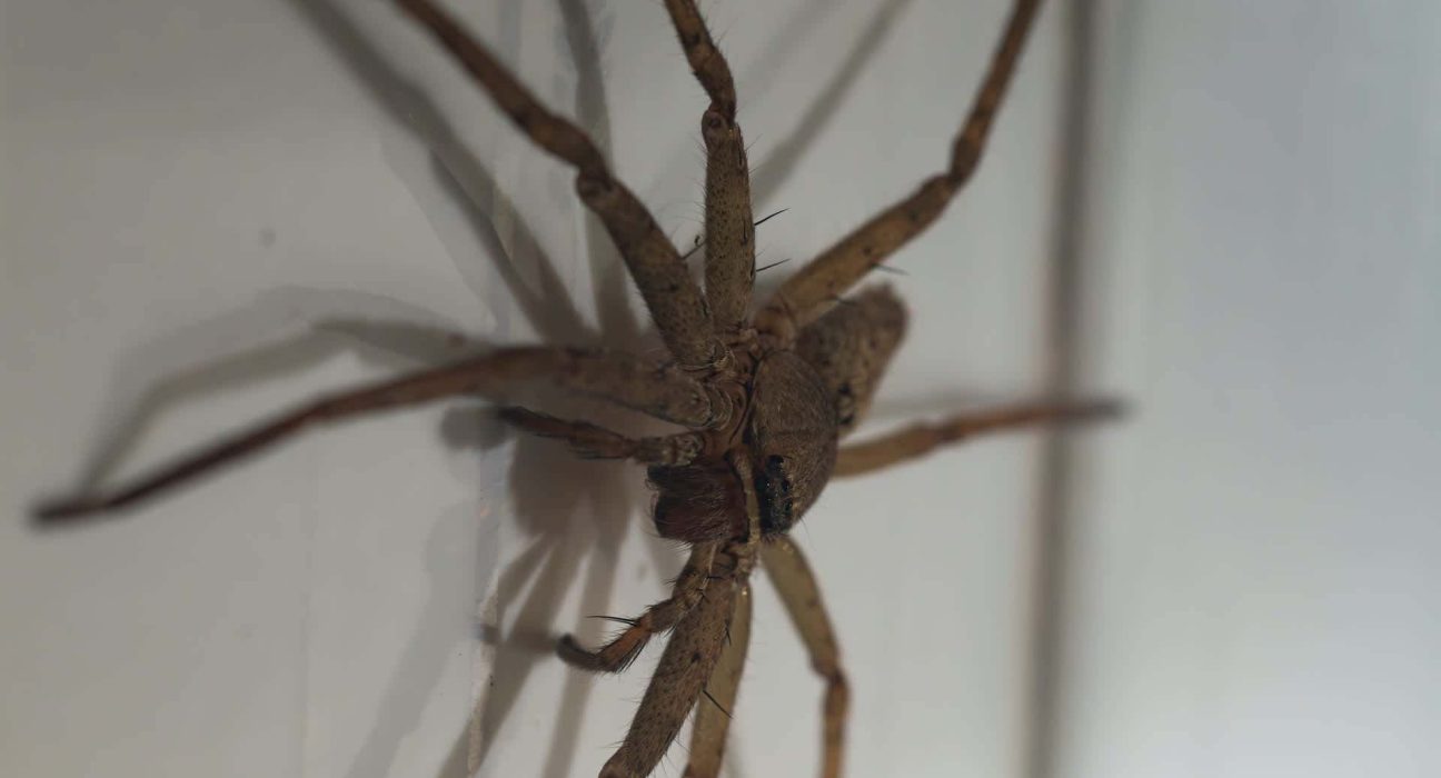 Découverte d'une araignée chasseresse de la Barbade dans un envoi de fret au Royaume-Uni : une augmentation des passagers clandestins animaux