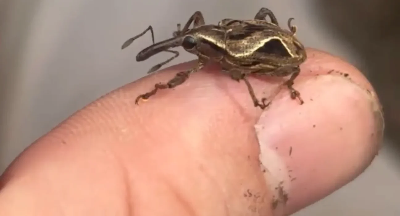 Découvrez le monde fascinant des coléoptères : plus de 60 000 espèces de "géléreux"!