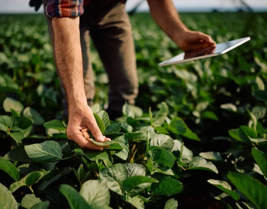 Des Soja Fluorescents au Nébraska : Un Indicateur Précoce de Maladies pour les Agriculteurs