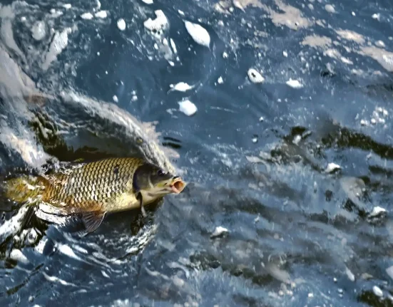 Des centaines de jeunes carpes argentées pêchées dans la rivière Illinois : un signe inquiet de leur avancée vers les Grands Lacs.