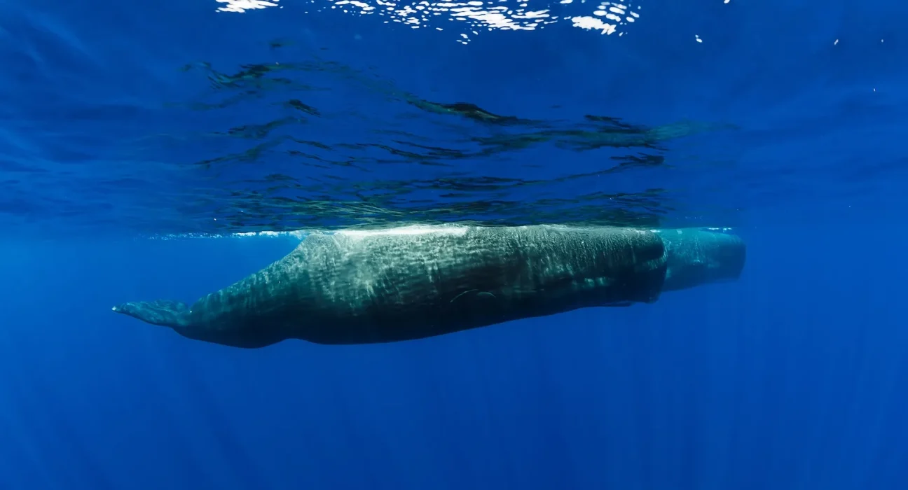 Des chercheurs découvrent que les sperm whales endormis émettent des bulles pour éviter de remonter à la surface.