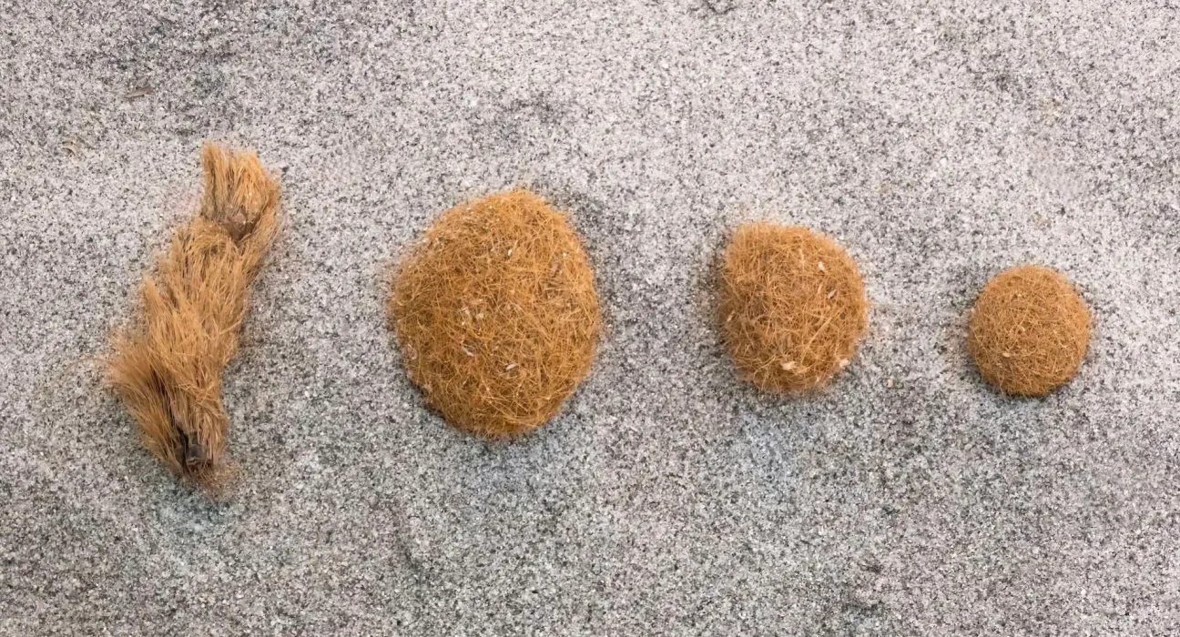 Des chercheurs développent un maillage inspiré des algues marines capable de capturer plus de 90 % des microplastiques lors des tests.
