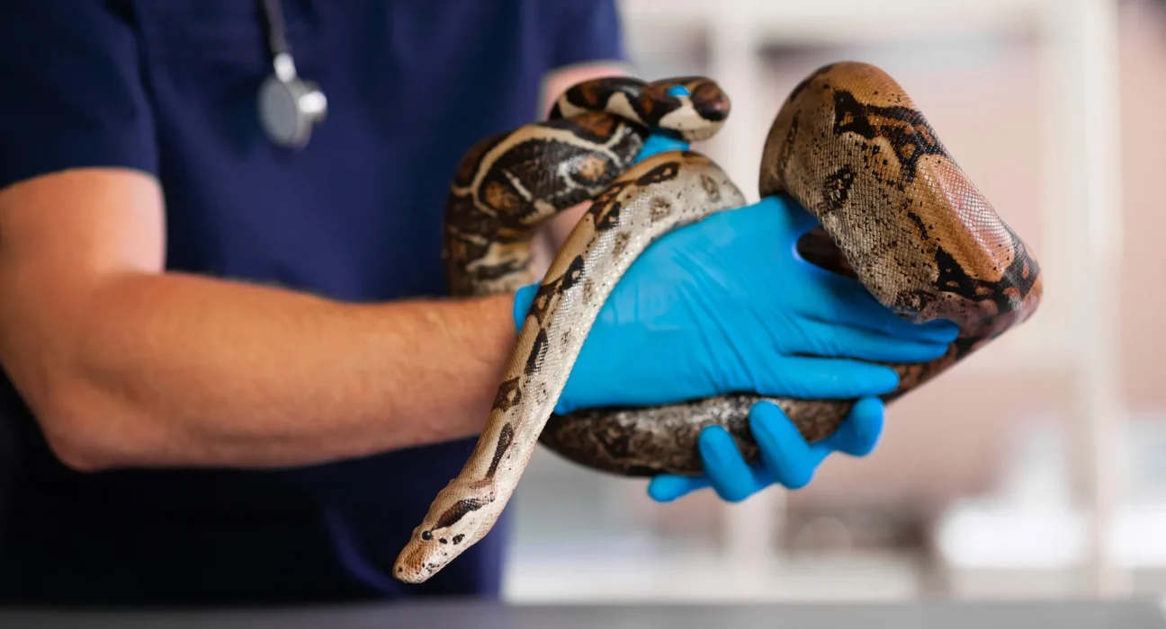 Des chercheurs transforment une molécule issue des repas des pythons en un médicament prometteur contre l'obésité.