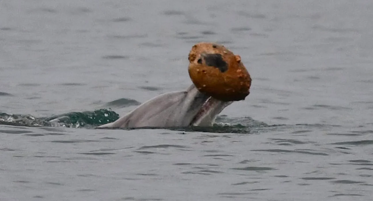 Des dauphins ingénieux transforment des coquillages abandonnés en pièges à poissons en Australie.