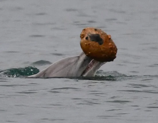 Des dauphins ingénieux transforment des coquillages abandonnés en pièges à poissons en Australie.
