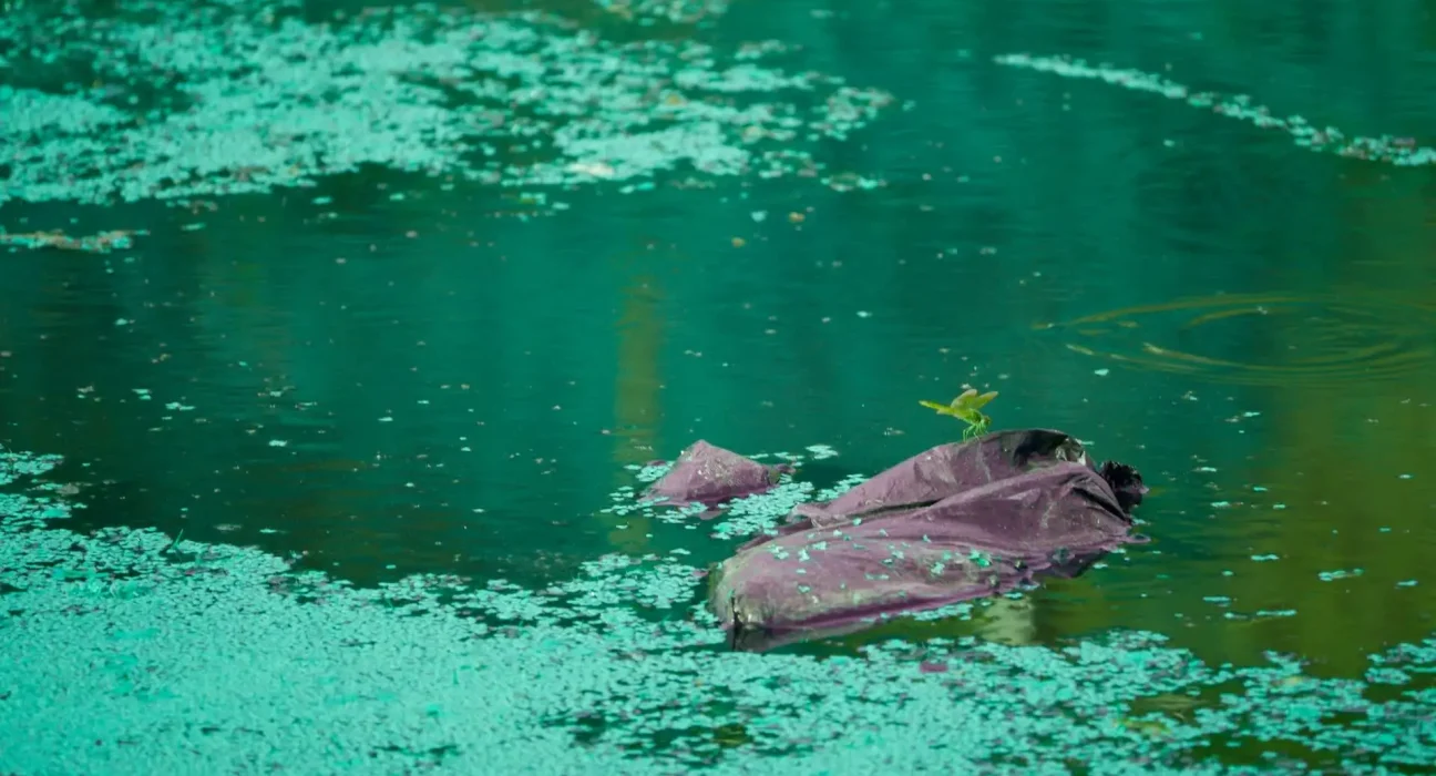Des études en Corée du Sud révèlent que les marées vertes accélèrent la dégradation des sacs en plastique en microplastiques.