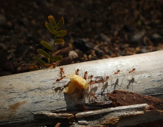 Des fourmis 'folles jaunes' envahissantes se propagent dans les villes japonaises par un mouvement bactérien.