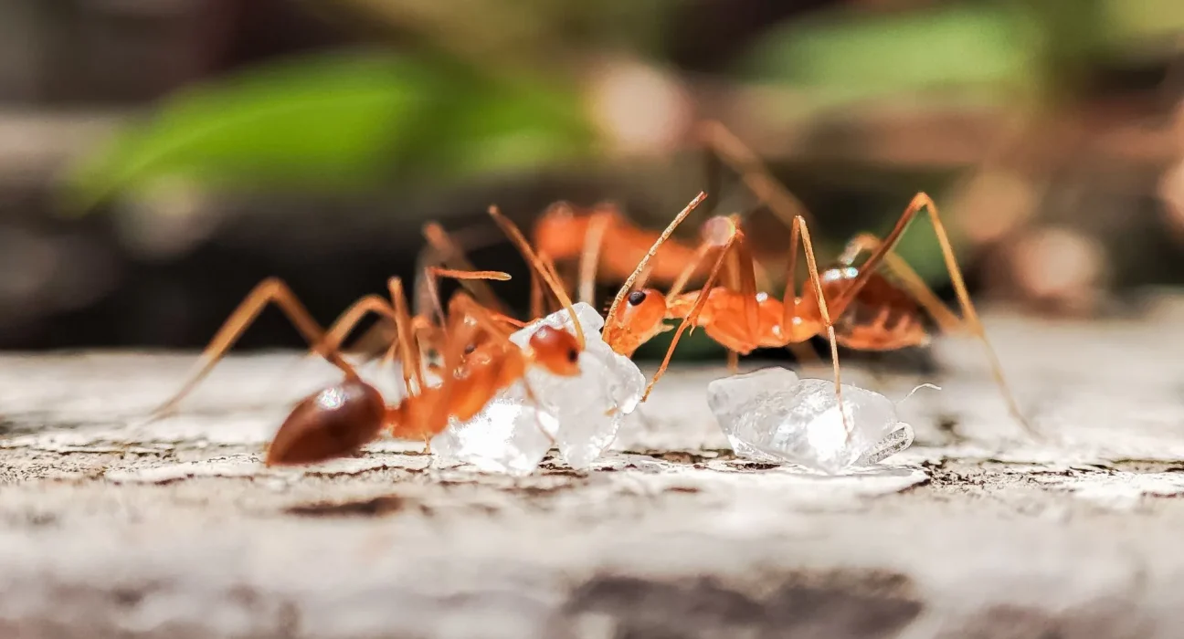 Des gardiens autochtones éradiquent les fourmis de feu envahissantes sur l'île Melville en Australie après 20 ans de lutte.