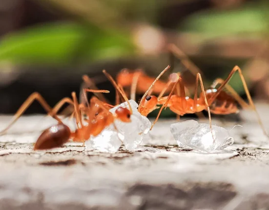 Des gardiens autochtones éradiquent les fourmis de feu envahissantes sur l'île Melville en Australie après 20 ans de lutte.
