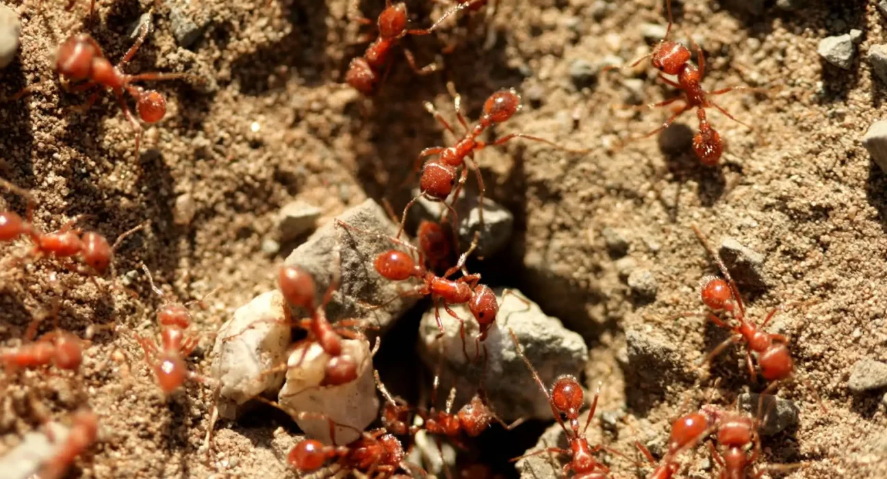 Des inondations au Texas dévastent des colonies de fourmis, les forçant à envahir les habitations