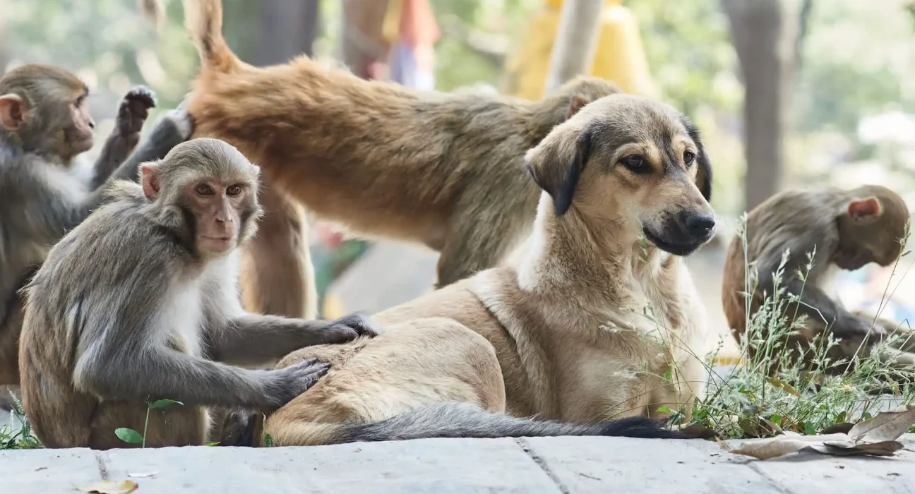 Des liens inattendus : les singes, les grands singes et d'autres animaux forment des connexions autrefois réservées aux humains.