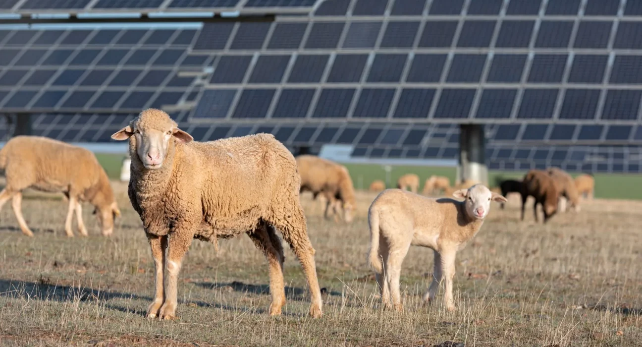 Des moutons et un âne gardien prennent le relais d'une ferme solaire en Minnesota