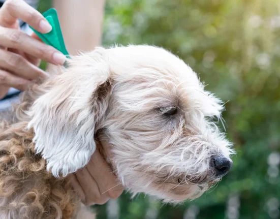 Des parlementaires britanniques renforcent les contrôles sur les traitements anti-puces pour animaux de compagnie face aux inquiétudes de pollution des rivières.