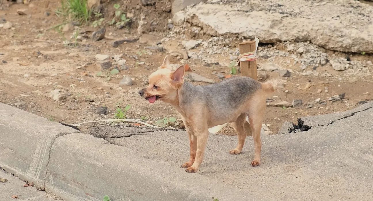 Des pompiers sauvent un chien vivant des décombres du tremblement de terre en Colombie alors que les recherches s'intensifient.