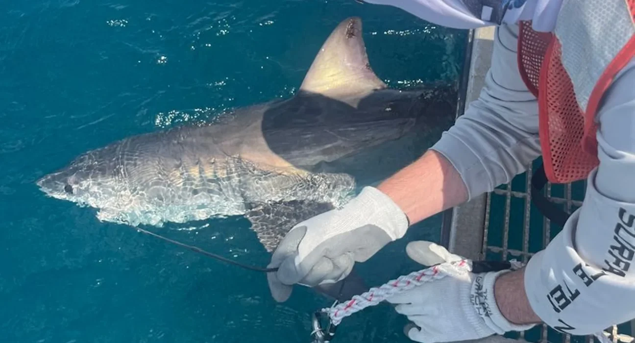 Des requins comme sentinelles des tempêtes : une nouvelle méthode pour améliorer les prévisions d'ouragans.