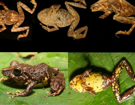 Des scientifiques éclaircissent un mystère de cent ans autour des grenouilles en Équateur : une espèce courante enfin reconnue