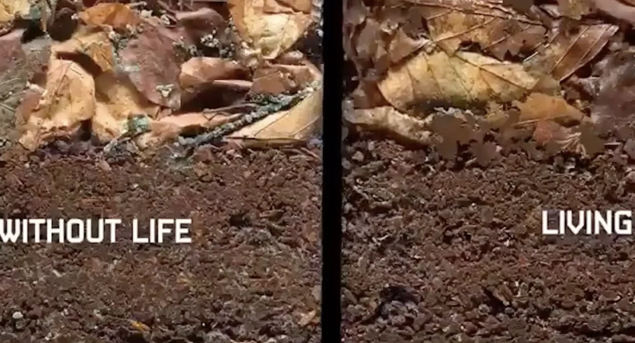Destruction des sols : L'alerte sur l'importance des champignons pour la vie terrestre