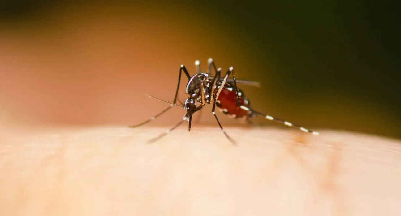 Émergence d'un second moustique Aedes aegypti en Idaho : enquête sur l'expansion de cette espèce invasive