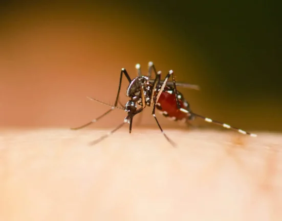 Émergence d'un second moustique Aedes aegypti en Idaho : enquête sur l'expansion de cette espèce invasive