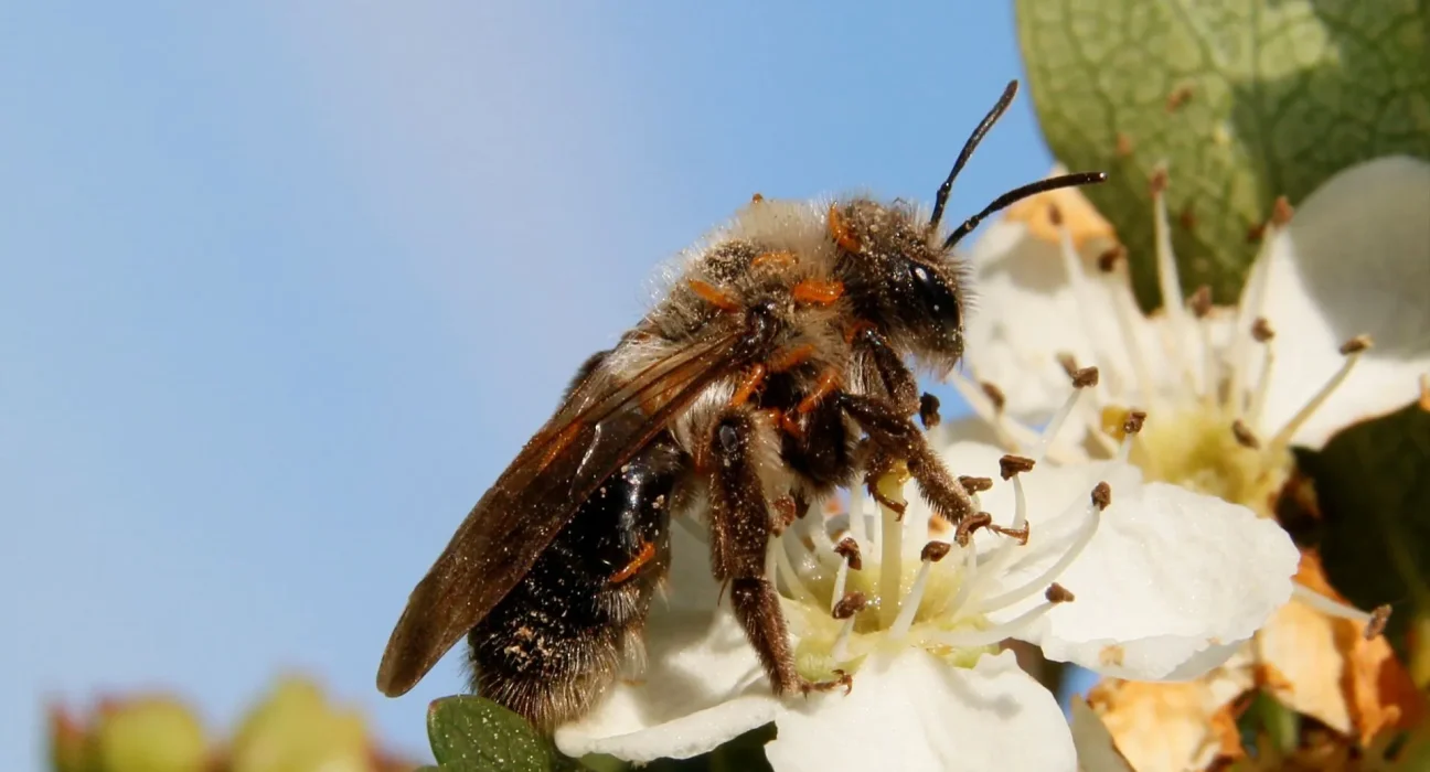 En Allemagne, les larves de mélitée créent des parfums floraux irrésistibles pour les abeilles sauvages.