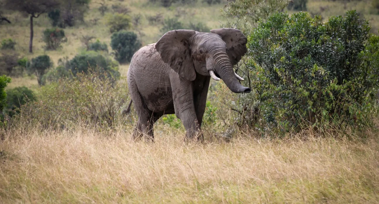 Énigme de la Mort des Éléphants au Kenya : Vautours et Hyènes se Régalent des Carcasses sans Être Touchés