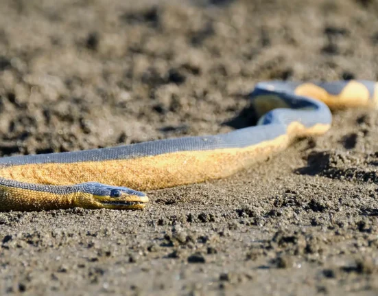 Épisode El Niño : Des serpents de mer à ventre jaune venimeux pourraient envahir les plages de Californie du Sud.