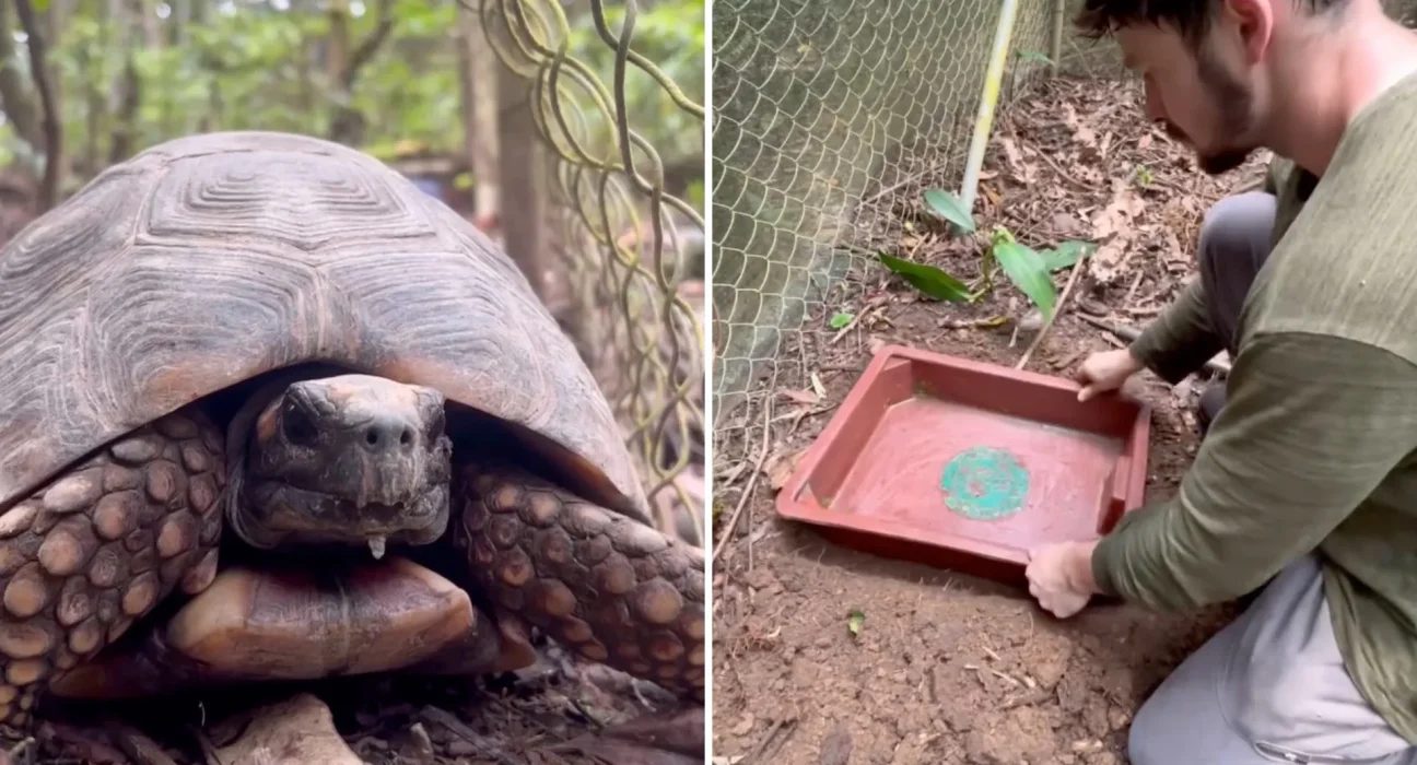 Équateur : Un centre de réhabilitation sauvage récemment rouvert accueille sa première tortue en danger