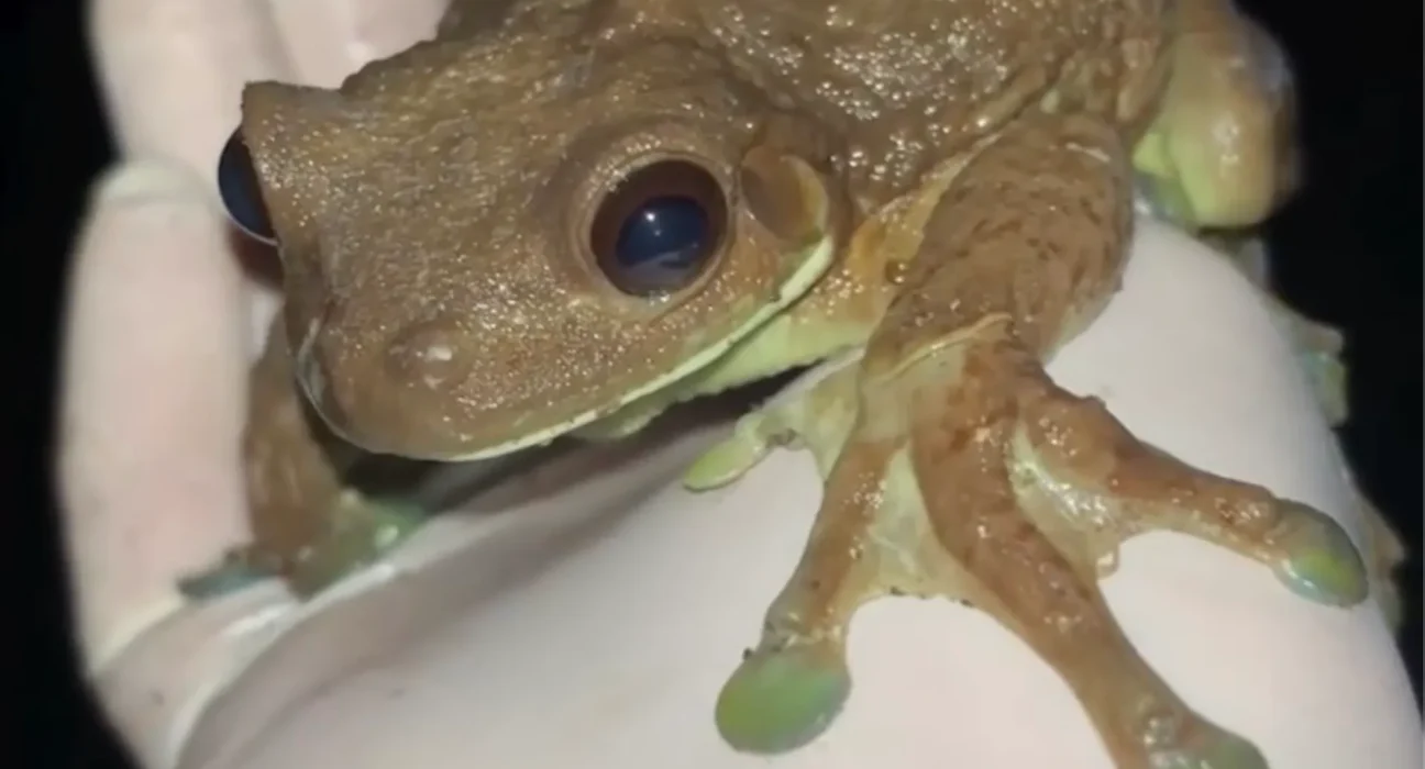 Gros plan fascinant sur les pieds surdimensionnés d'une immense grenouille laitière d'Amazonie.