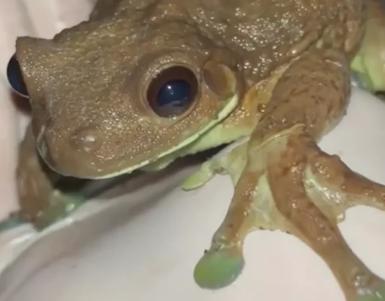 Gros plan fascinant sur les pieds surdimensionnés d'une immense grenouille laitière d'Amazonie.
