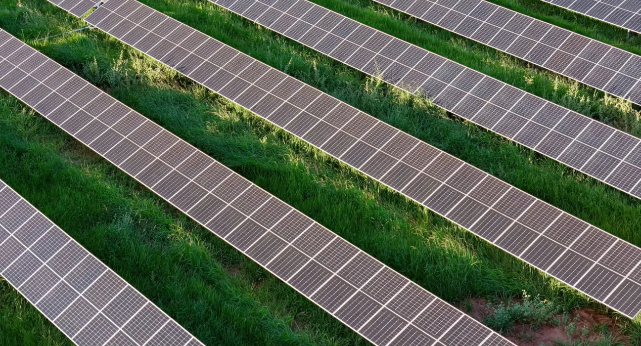 Illinois valide l'agriculture de luzerne sous panneaux solaires, mais un membre du conseil alerte sur la perte de terres agricoles