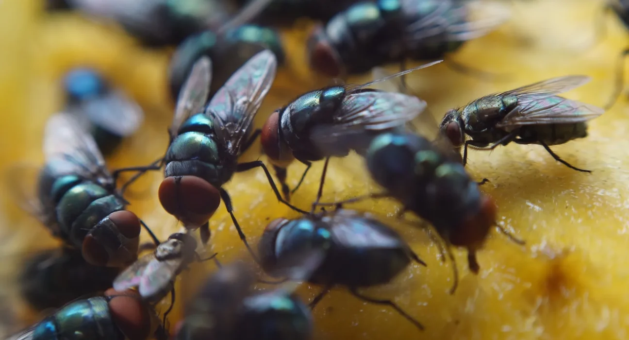 Invasions de mouches domestiques : des quartiers britanniques étouffés par des nuisibles incessants.