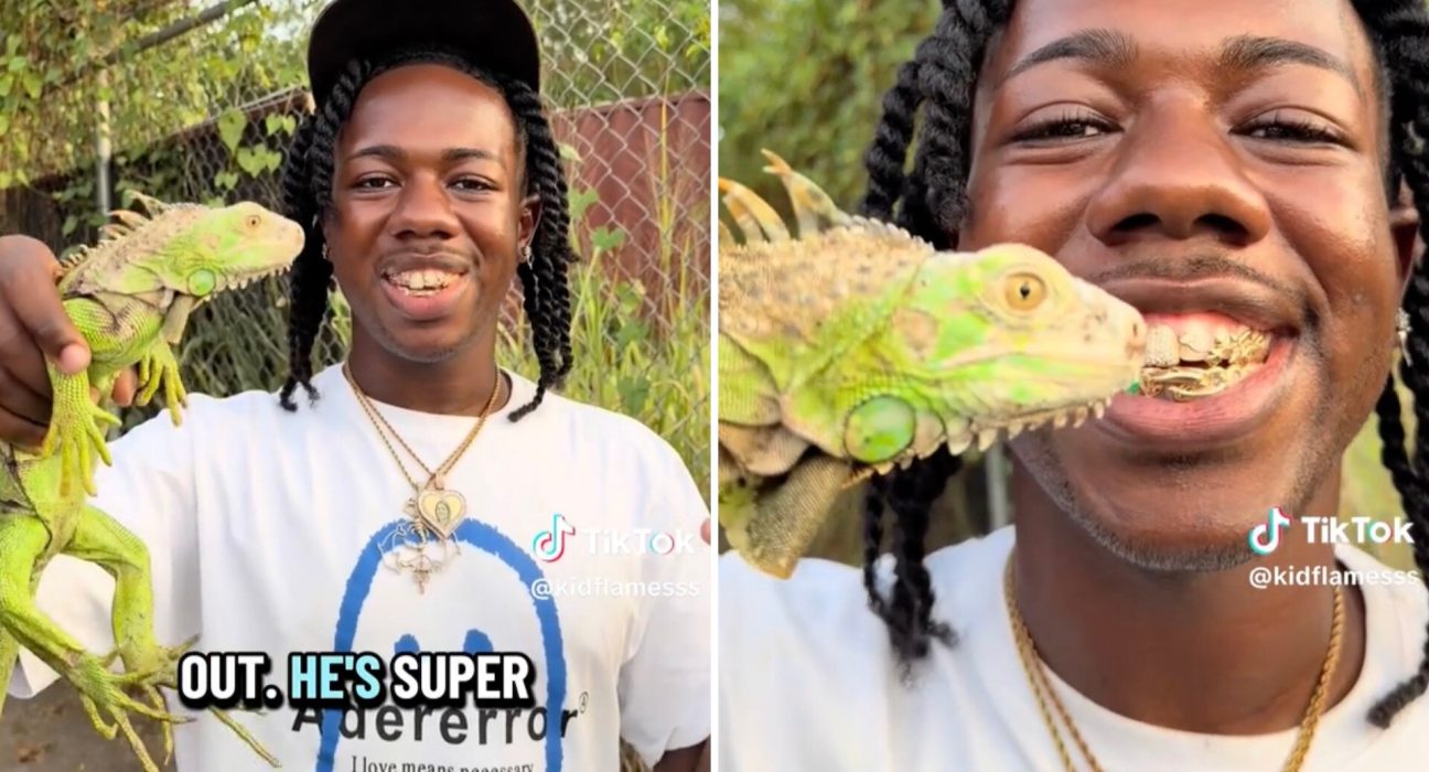 Jamaïque : Un biologiste sur TikTok alerte sur la menace pour les iguanes autochtones en danger