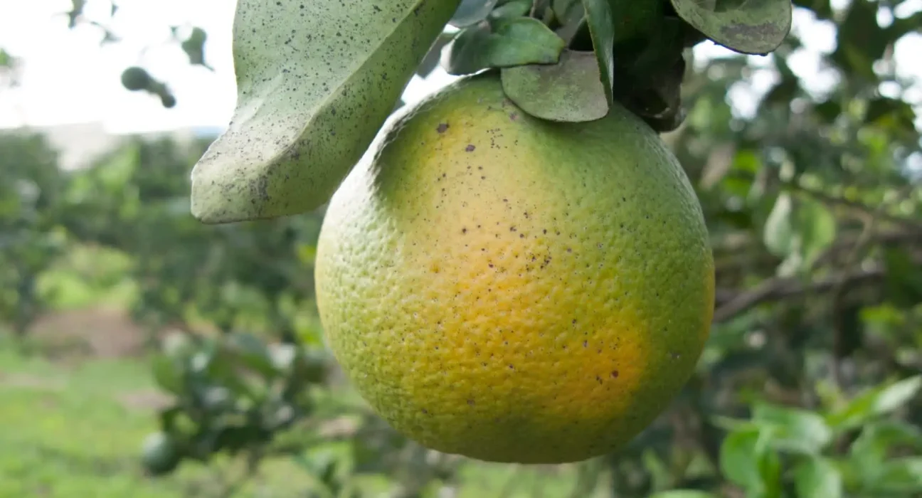 L’EPA approuve un nouvel outil de lutte contre les maladies pour les agrumes de Floride en période de récolte difficile.