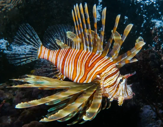 L'Europe en guerre contre les espèces invasives : freiner les poisson-lions, grenouilles taureaux et écrevisses clonales