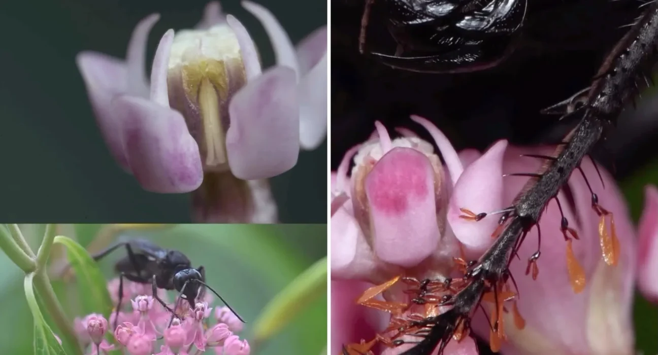 La pollinisation en action : une plante de lait de Pennsylvanie intercepte un grand frelon noir chargé de pollen