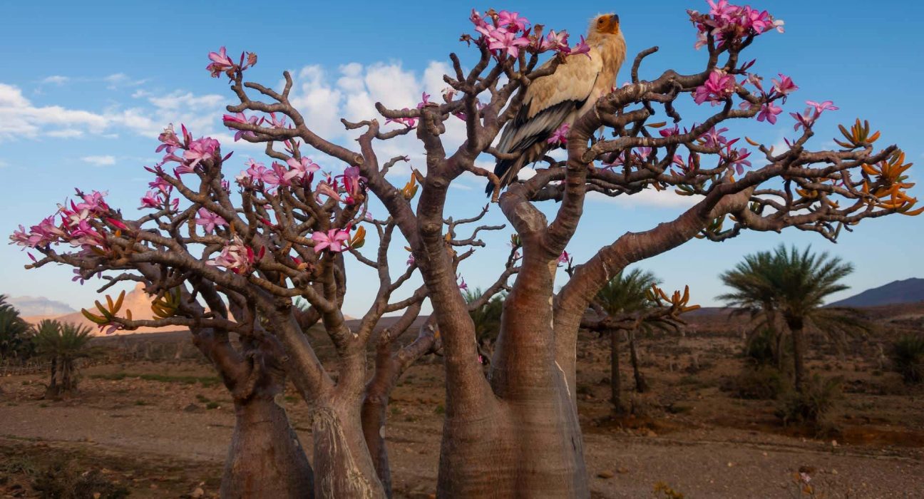 L'arbre bouteille du Yémen : une réserve d'eau, des fleurs roses éclatantes et des toxines redoutables.