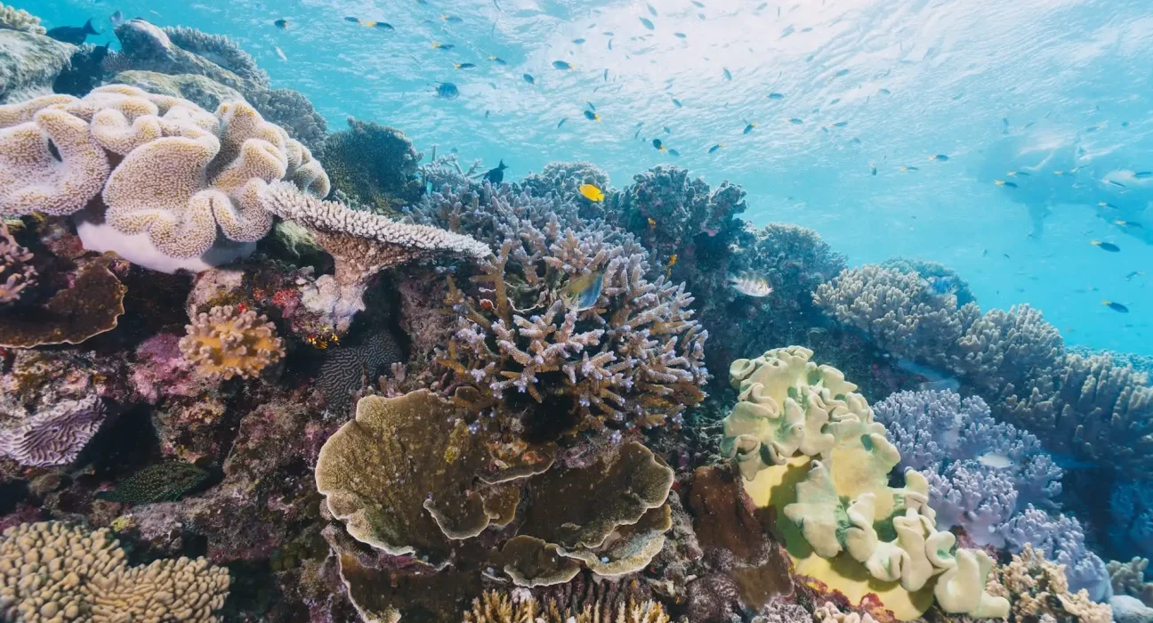 Le 18 000e ambassadeur du projet Photo Ark : un poisson rare capable de 'marcher' sur ses nageoires, avec moins de 250 individus restants.