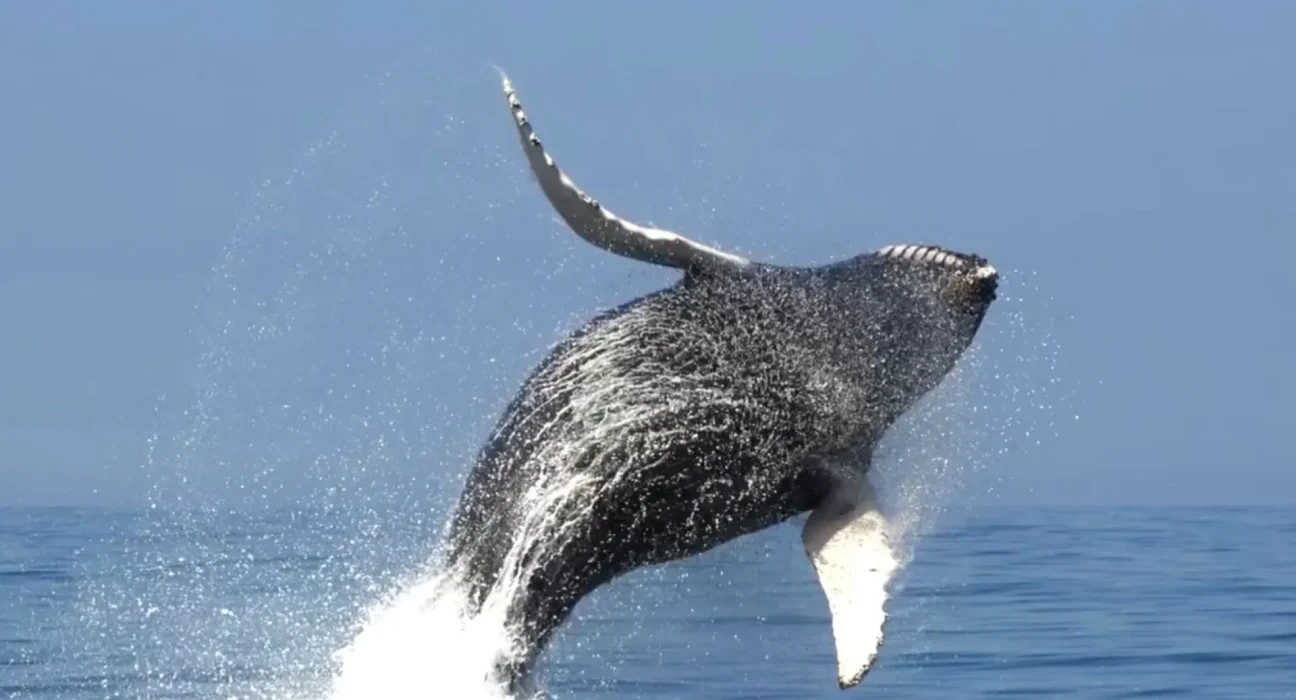 Le Retour des Baleines dans les Eaux Revitalisées de New York et du New Jersey