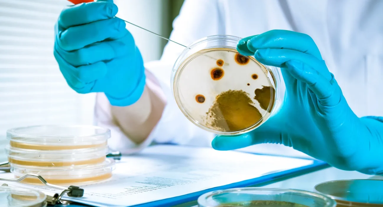 Le Royaume-Uni soutient les tissus humains cultivés en laboratoire pour détecter plus tôt les médicaments à risque et réduire les tests sur les animaux.