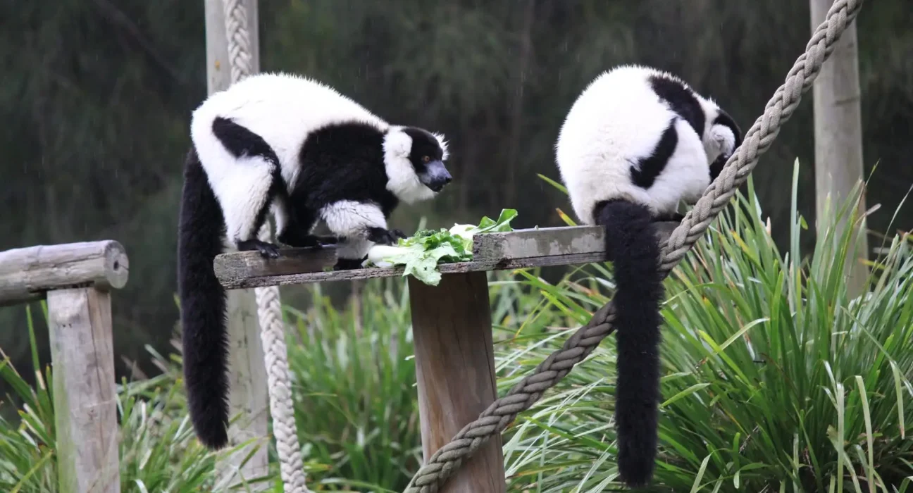 Le Zoo de Central Park à New York accueille des jumeaux lémuriens : un espoir pour une espèce en danger critique.