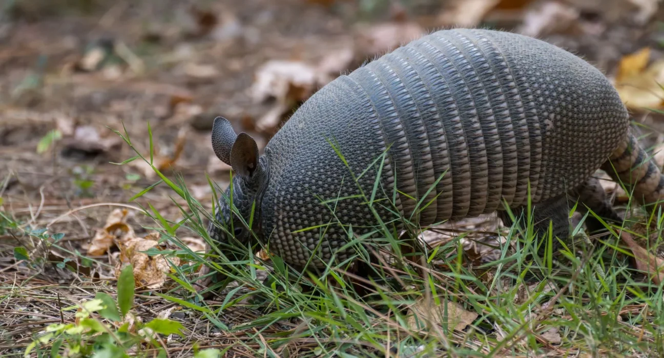 Le phénomène estival des tatou en Floride : les naissances de quadruplés identiques à l'honneur